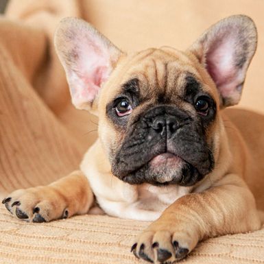 Štene francuskog buldoga