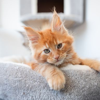 Mačić pasmine Maine coon