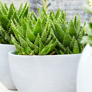 Aloe Vera
