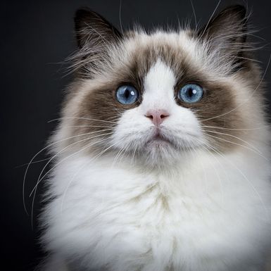 Mačka Ragdoll