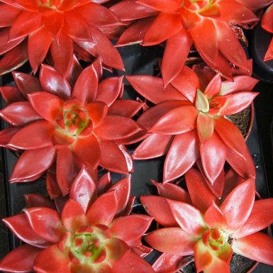 Ovan - crvena Echeveria Agavoides