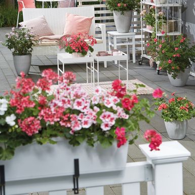 Pelargonija