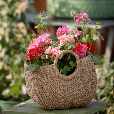 Pelargonija
