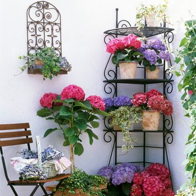 Hortenzije na balkonu