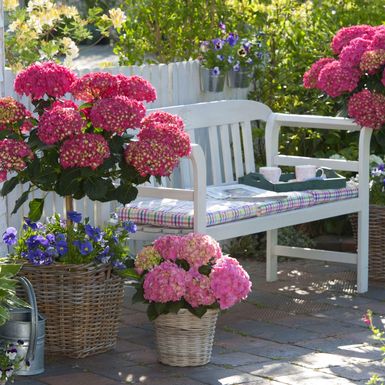 Prekrasni vrtovi s hortenzijama - 5