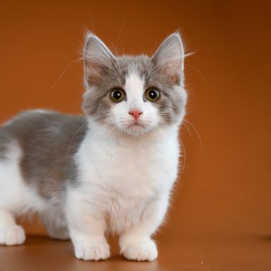 Munchkin maca