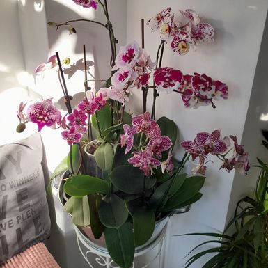 Barbara Martinić iz Donje Stubice uzgaja orhideje - 7