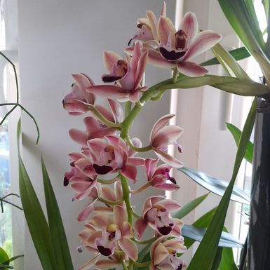 Barbara Martinić iz Donje Stubice uzgaja orhideje - 13