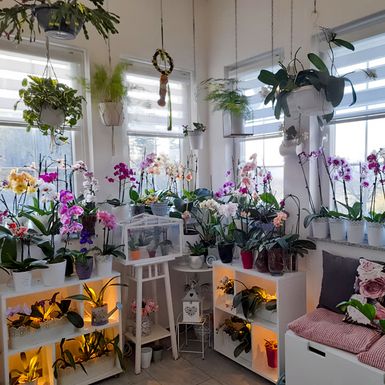 Barbara Martinić iz Donje Stubice uzgaja orhideje