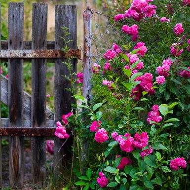 Ruže će zablistati uz koru banane