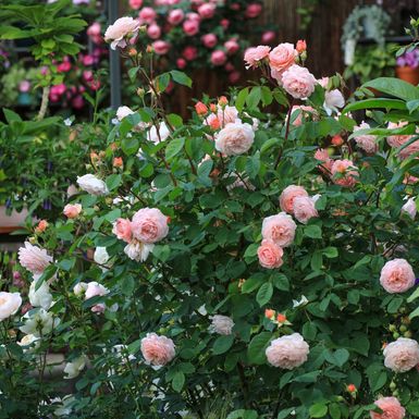 Ruže će zablistati uz koru banane