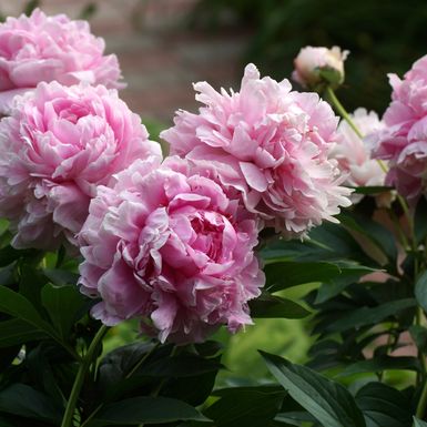 Božur Sarah Bernardt