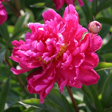 Božur Karl Rosenfield