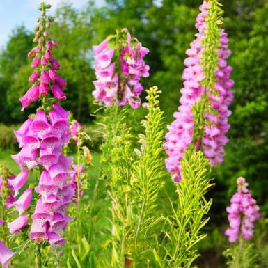 Naprstak (Digitalis)