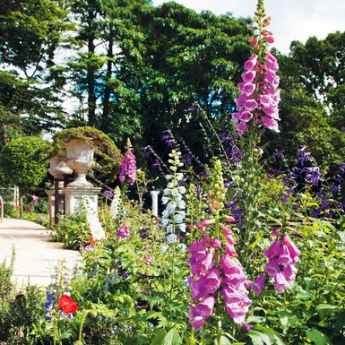 Naprstak (Digitalis)