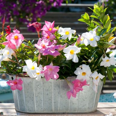 Ružičasta i bijela mandevila