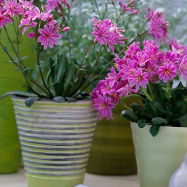 Cvijet Lewisia