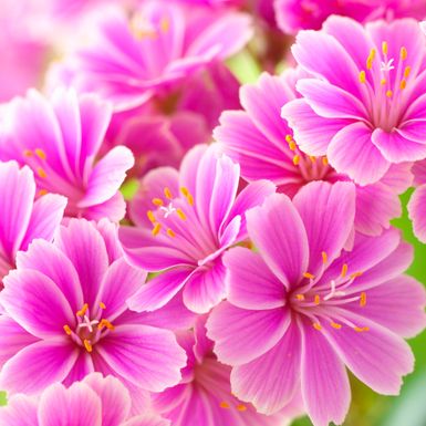 Cvijet Lewisia