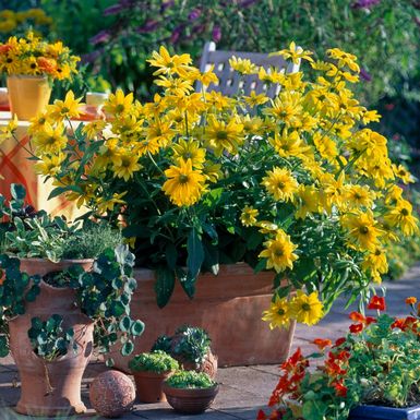 Rudbekija