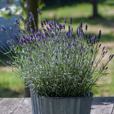 Lavanda je savršen spoj dekorativnosti i funkcionalnosti