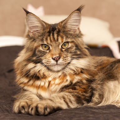 Maine coon