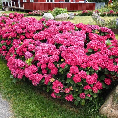 Hortenzija