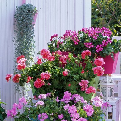 Pelargonije