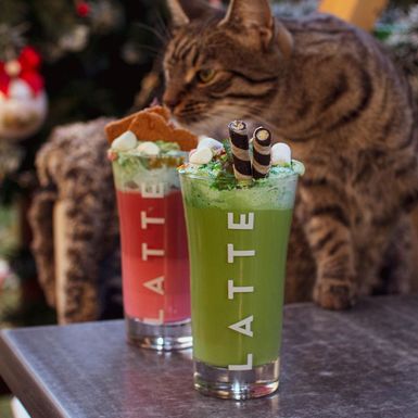 Cat Caffe - 2