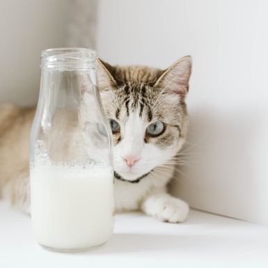 Mačka i mlijeko