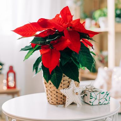 Božićna zvijezda krasi mnoge domove u blagdanskom periodu