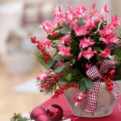 Božićni kaktus omiljeni je ukras doma u blagdanskom periodu