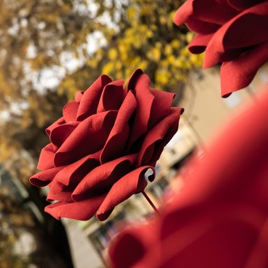 Deset ruža postavljeno je na Trgu Ksavera Sandora Gjalskog u Zaboku