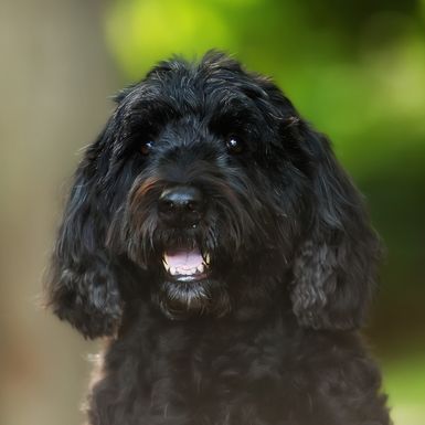 Portugalski vodeni pas sličan je lagottu romagnolu - 6