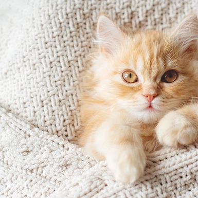 Mačke su poznate po svojoj ljubavi prema toplini