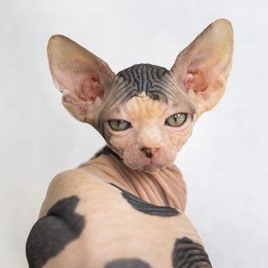 Sphynx je najpoznatija pasmina mačke bez dlake