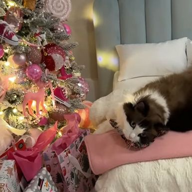 Maca Meredith Mae obožava Božić