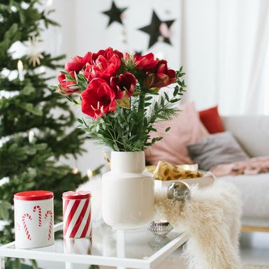 Veličanstveni amarilis krasi mnoge domove u blagdansko vrijeme