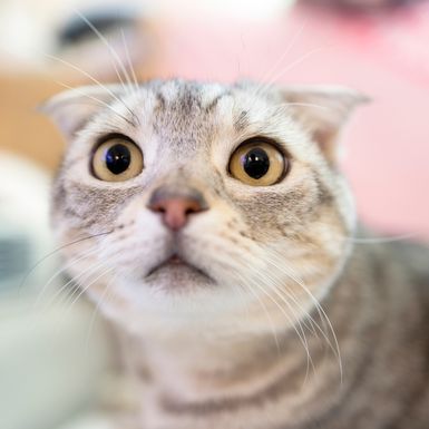 Na TikToku se pojavio prank u kojemu ljudi zezaju obitelji da krste mačku