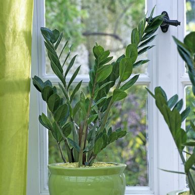 Zamioculcas zamiifolia