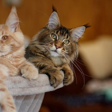 Mačka Maine coon smatra se najvećom na svijetu