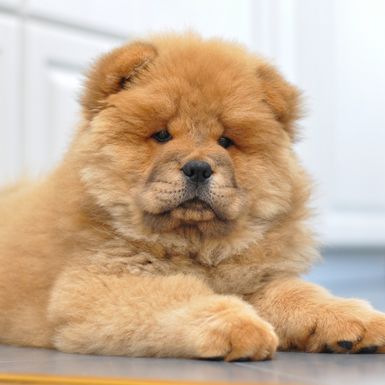 Štene pasmine čau-čau