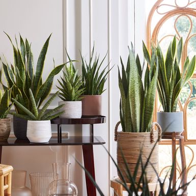 Sansevieria