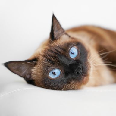 Mačke smeđe boje uvijek privlače poglede svojom toplinom i elegantnim izgledom