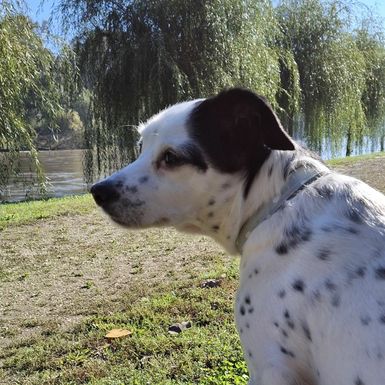 Bella je puno više od kućnog ljubimca