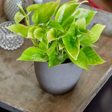 Pothos
