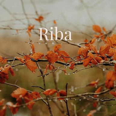 Ribe
