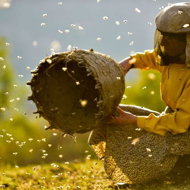 Prizor iz filma \'Medena zemlja\' autora Ljubomira Stefanova i Tamare Kotevske