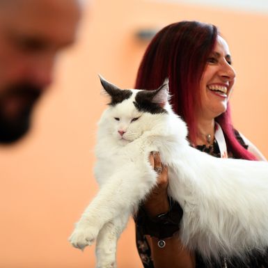 WFC Svjetska izložba mačaka u Karlovcu - 11