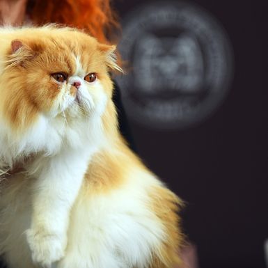 WFC Svjetska izložba mačaka u Karlovcu - 15