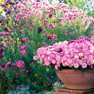 Krizantema je jedan od idealnih cvjetova za jesenski vrt